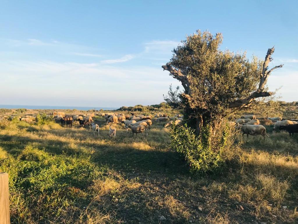 Bungalows & Estudios Los Escullos Almería Eksteriør billede
